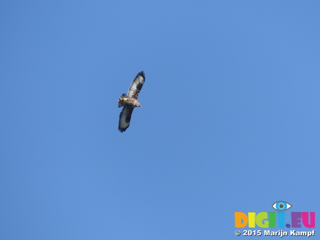 FZ024144 Buzzard (Buteo buteo)